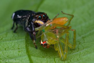 Cannibalism is common in salticids. A jumping spider preying on a freshly caught green jumping spider (Lyssomanes sp.). Taironaka, Colombia