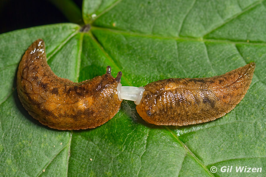 Leaf-veined slug love (Athoracophorus antipodarum)