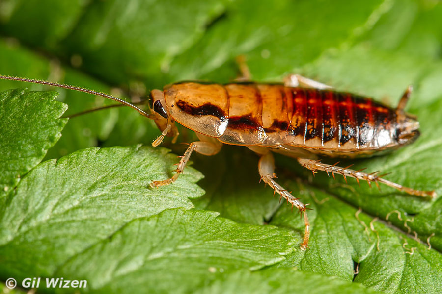 Forest cockroach (Celatoblatta sp.)