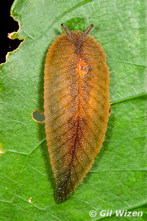 Leaf-veined slug (Athoracophorus bitentaculatus) with body retracted