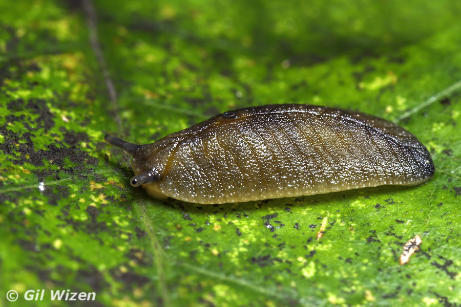Leaf-veined slug (Athoracophorus bitentaculatus). They are just so adorable.