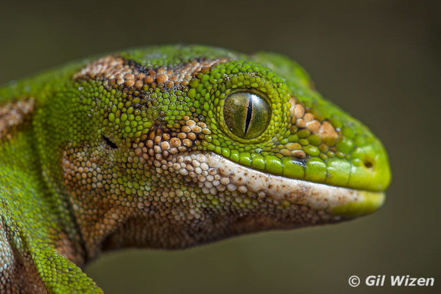 Portrait of a juvenile jewelled gecko, Naultinus gemmeus. If you haven't seen my talking gecko, click here.