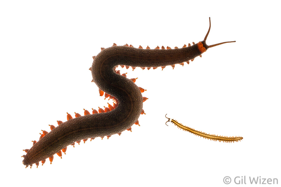 Velvet worms (Oroperipatus ecuadoriensis), mother and baby. Amazon Basin, eastern Ecuador