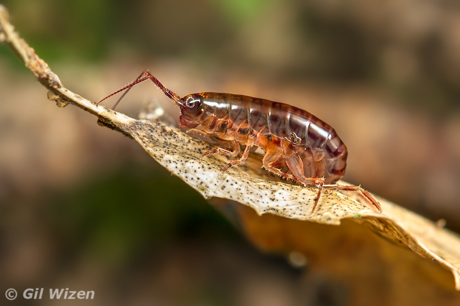 An amphipod climbing a leaf in search for food (Dunedin, South Island)