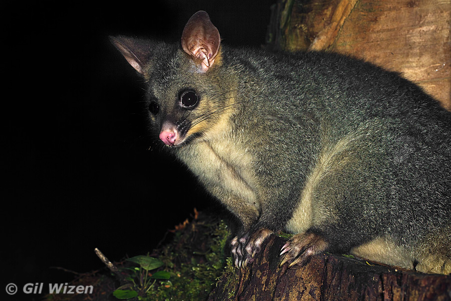 Common brushtail possum (Trichosurus vulpecula) in Fiordland National Park, South Island. Do you think this guy is cute? Not only it defoliates trees and damages crops, it can also transmit diseases to farm animals.