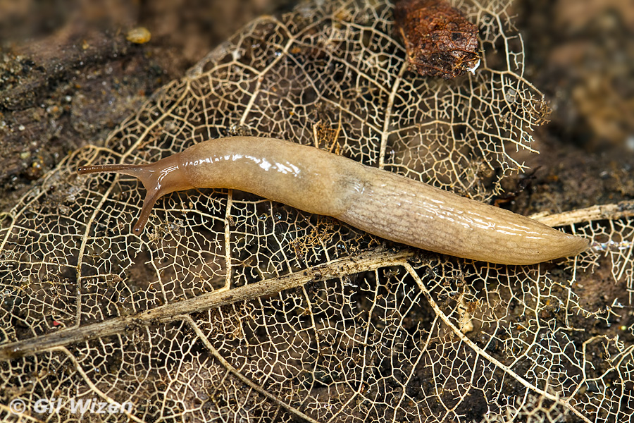 An introduced slug species from Dunedin, South Island (all native NZ slugs have a characteristic leaf-vein pattern on their dorsal side).
