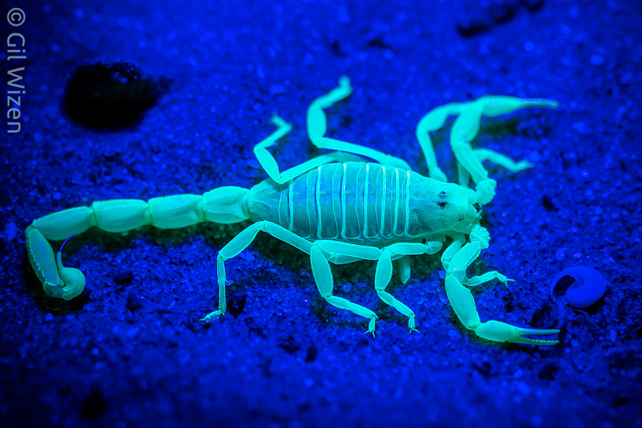Sand scorpion (Buthacus leptochelys leptochelys) fluorescence under UV light. Southern Coastal Plain, Israel