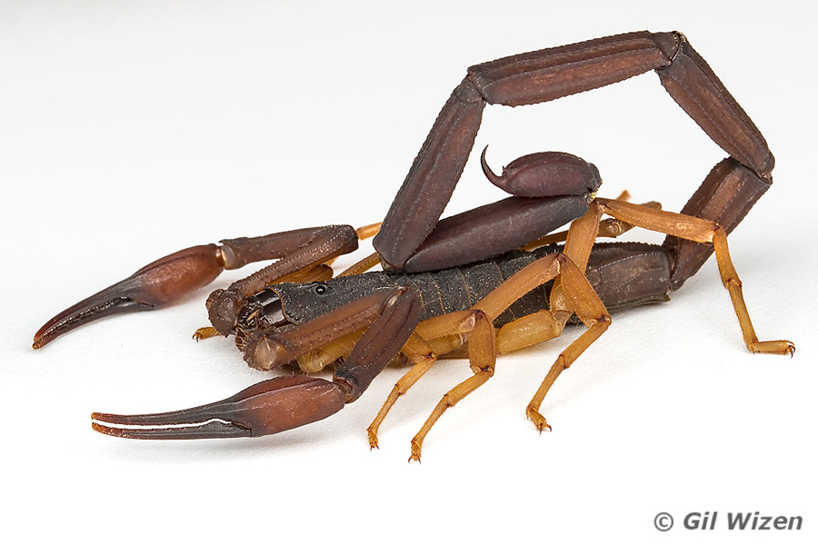 Bark scorpion (Centruroides gracilis), Belize