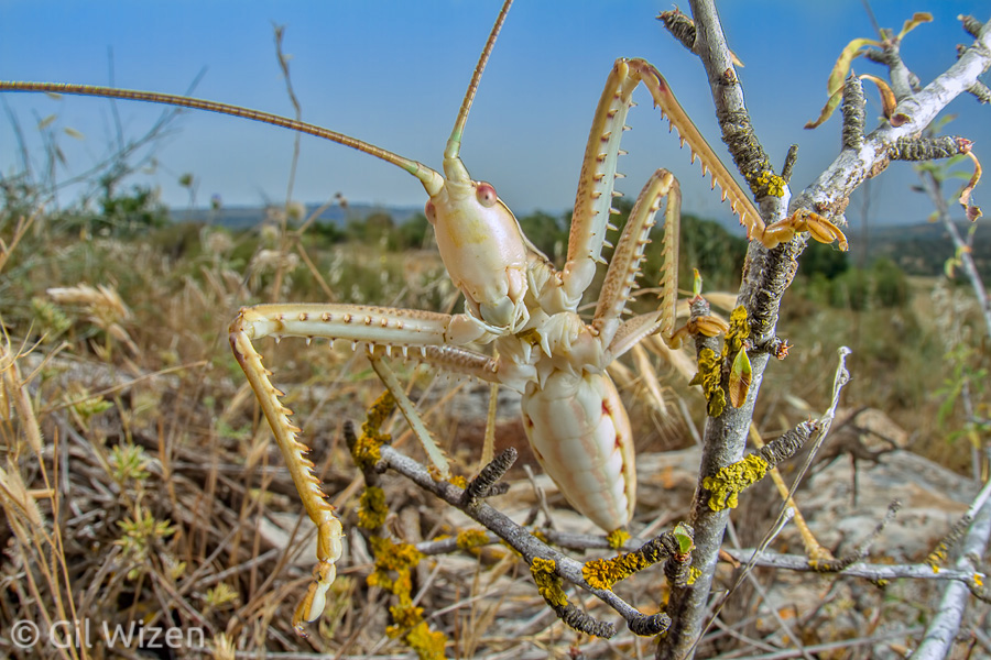 Ornate predatory katydid (Saga ornata), Golan Heights, Israel
