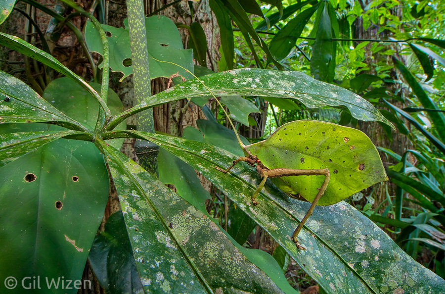 Leaf-mimicking katydid (Mimetica sp.)