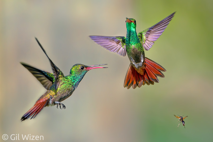 Rufous-tailed Hummingbirds (Amazilia tzacatl) and a paper wasp passing by