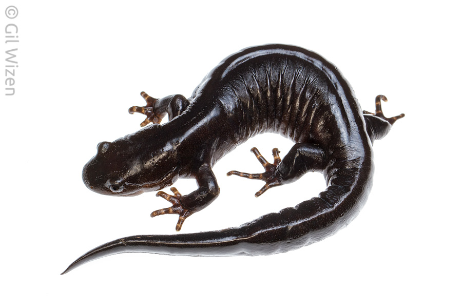 Jefferson salamander (Ambystoma jeffersonianum). Ontario, Canada