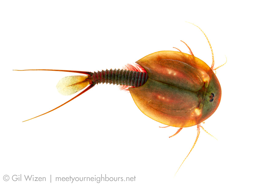 Tadpole shrimp (Lepidurus apus). Center District, Israel
