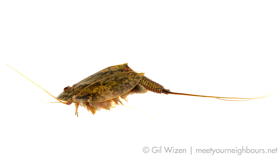 A side view of a tadpole shrimp (Triops cancriformis) revealing eleven pairs of legs. The first pair is long and modified to function as a sensory organ.
