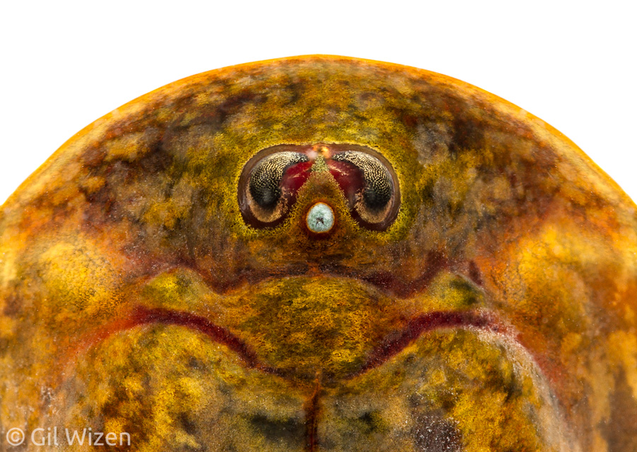 Portrait of a Tadpole shrimp (Triops cancriformis), showing two compound eyes and a middle nauplius (larval) eye.