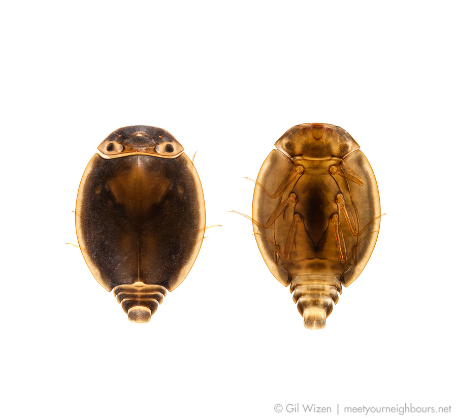 Larva of Prosopistoma phoenicium from the Golan Heights, Israel. Left: dorsal view; right: ventral view.