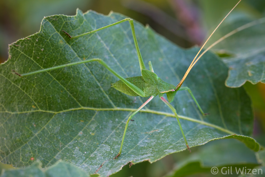 Juvenile Mediterranean leaf katydid (Acrometopa syriaca) are characterized by the wing buds, resting on their back like miniature backpacks. Central Coastal plain, Israel