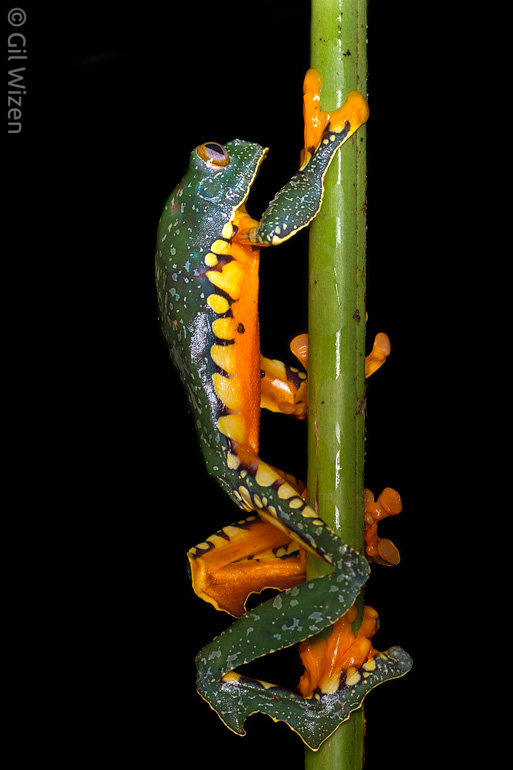 A climbing C. craspedopus reveals its aposematic colors that are reminiscent of a tiger: bright orange contrasted with dark stripes. Note the fringes on the hind legs that gave this frog its common name.