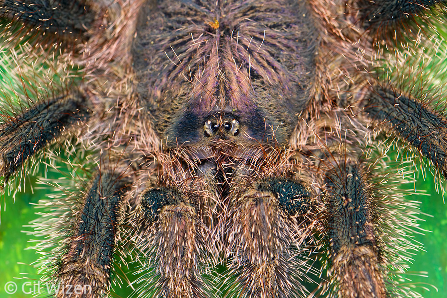 Ecuadorian Pinktoe tarantula (Avicularia huriana). Amazon Basin, eastern Ecuador