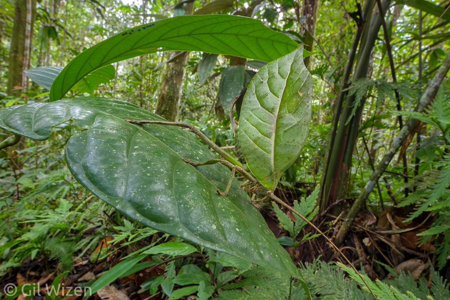 Leaf-mimicking Katydid (Cycloptera sp.), Amazon Basin, Ecuador
