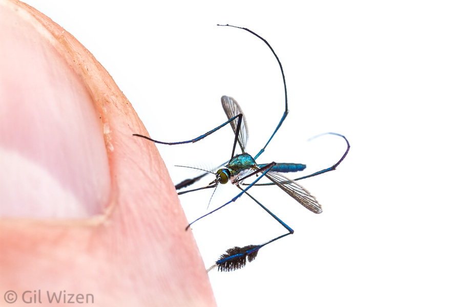 A female mosquito (Sabethes sp.) in mid-bite. Amazon Basin, eastern Ecuador