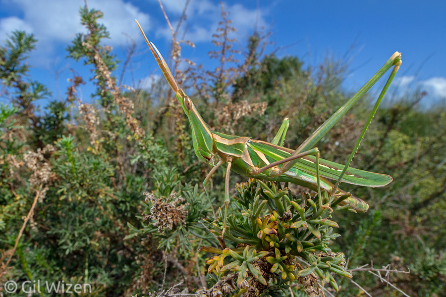 Long-faced grasshopper (Truxalis grandis), Central Coastal Plain, Israel