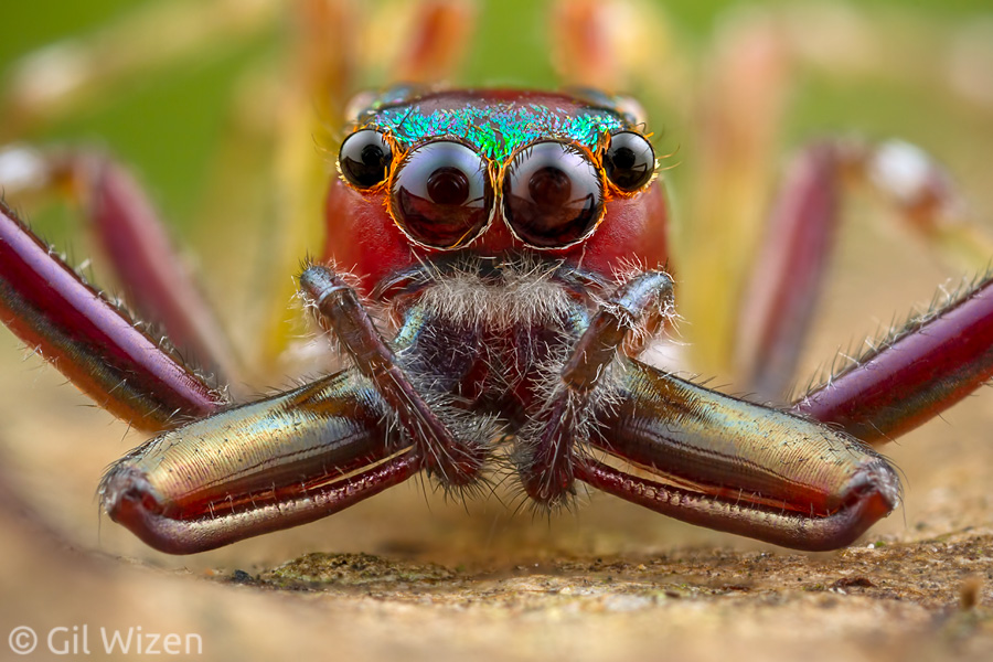 Spectacular male jumping spider (Sidusa unicolor), Cayo District, Belize