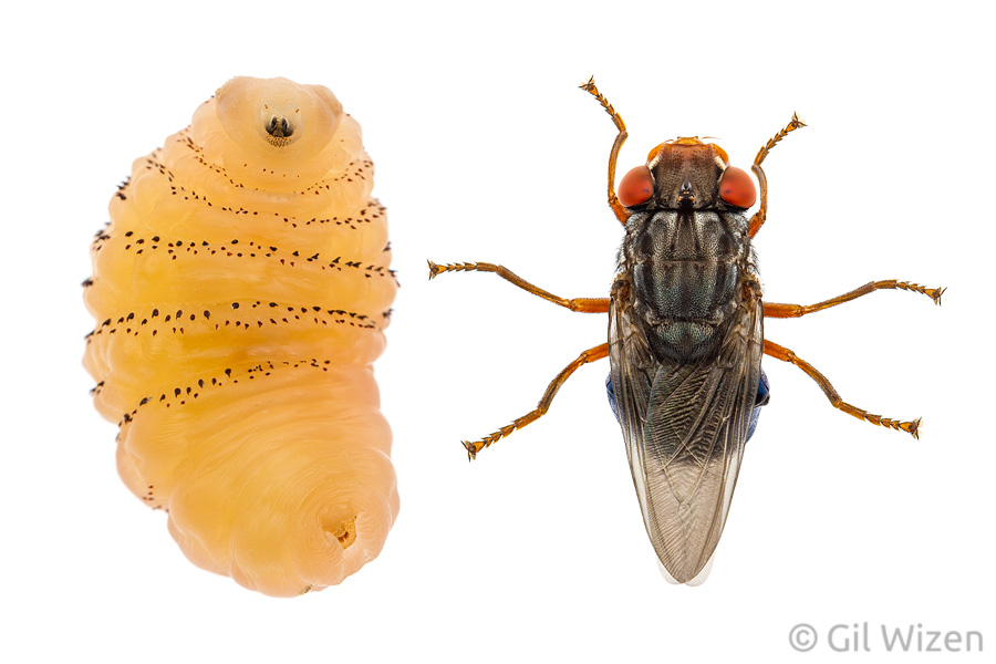 Larva and adult of the human botfly (Dermatobia hominis). Hard to believe this is the same animal.
