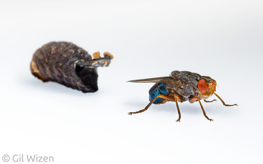 Human botfly (Dermatobia hominis) adult, fresh after emergence from its puparium (left)
