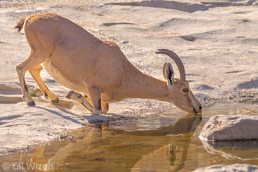 Nubian ibex (Capra nubiana) drinking from a desert spring. En Avedat, Judaean Desert, Israel