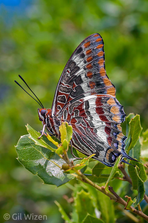 Two-tailed Pasha (Charaxes jasius). Upper Galilee, Israel