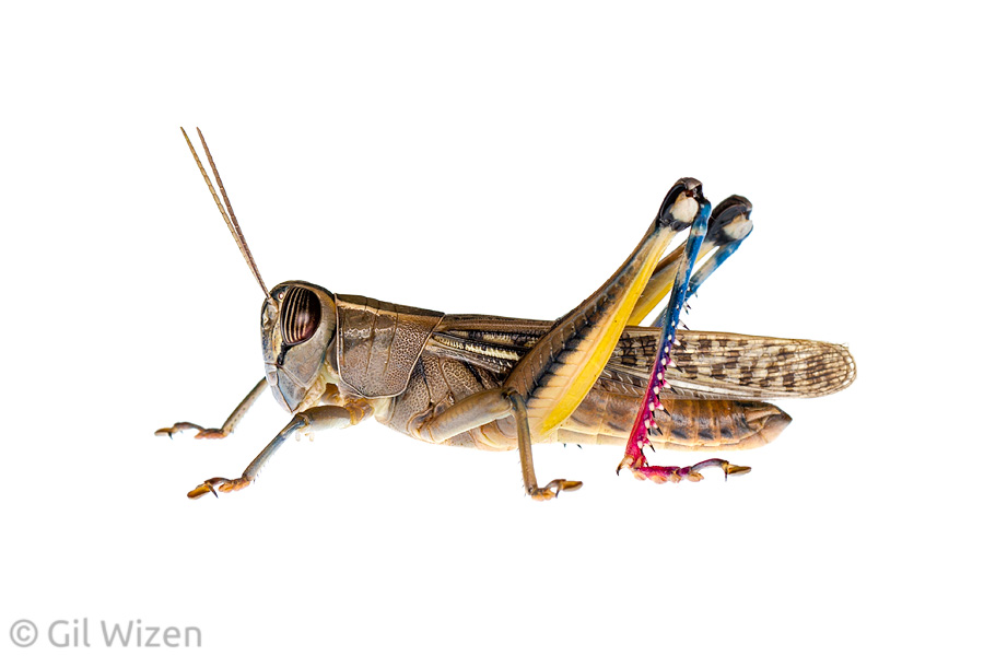 Mediterranean grasshopper (Eyprepocnemis plorans). Central Coastal Plain, Israel