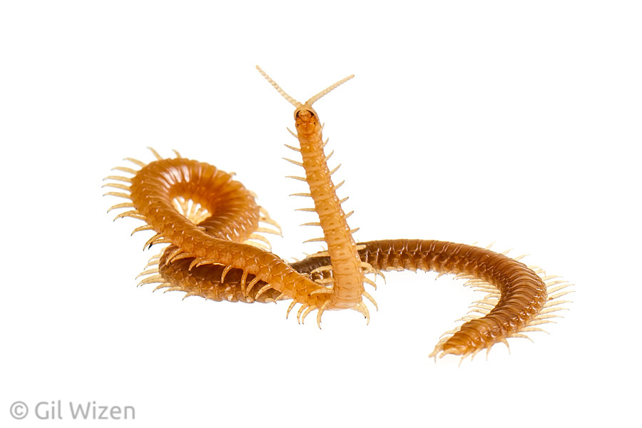 Soil centipede (Geophilidae). Carmel Mountain Range, Israel
