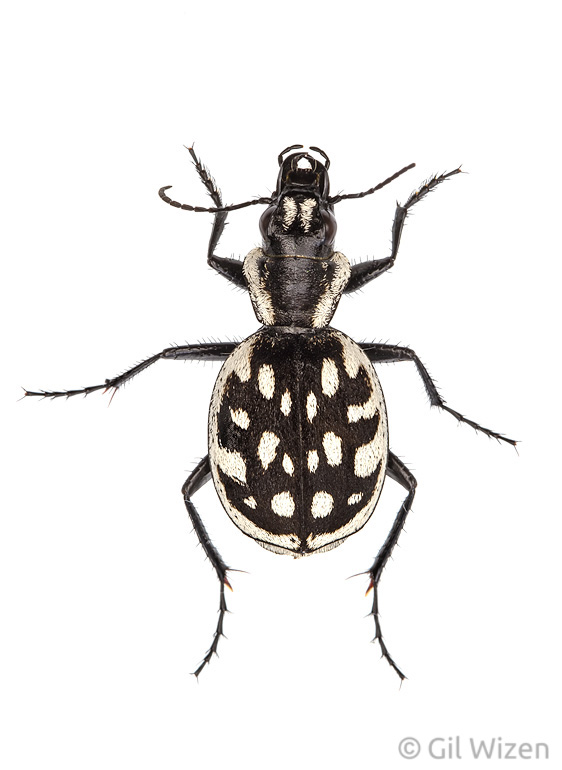 Graphipterus sp., a ground beetle associated with semi-stabilized sand dunes. Central Coastal Plain, Israel