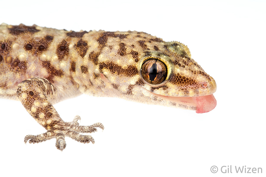 Mediterranean house gecko (Hemidactylus turcicus). Central Coastal Plain, Israel
