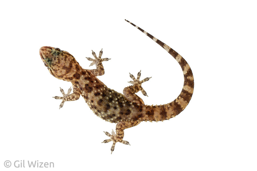 Mediterranean house gecko (Hemidactylus turcicus). Central Coastal Plain, Israel