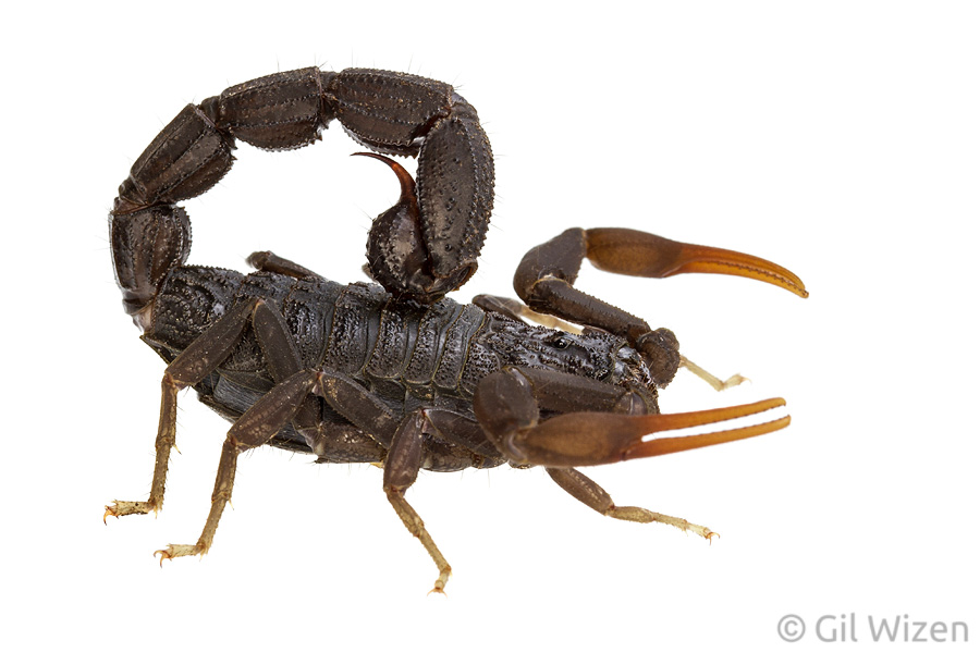 Israeli Black Scorpion (Hottentotta judaicus). Carmel Mountain Ridge, Israel