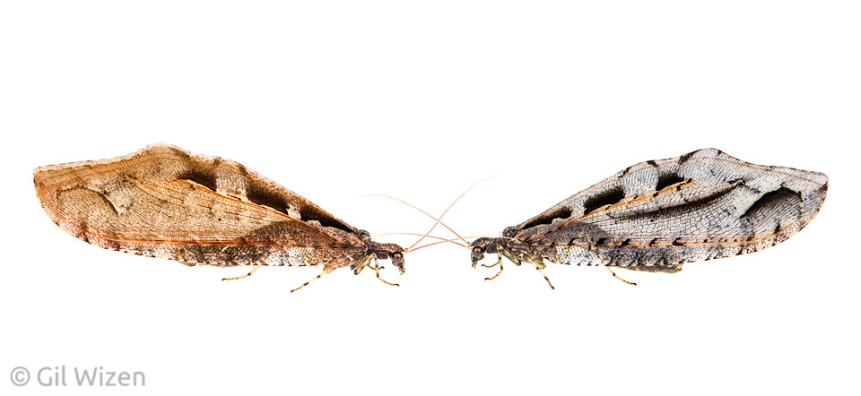 Giant lacewings (Kempynus incisus), left - female; right - male. Canterbury, South Island, New Zealand