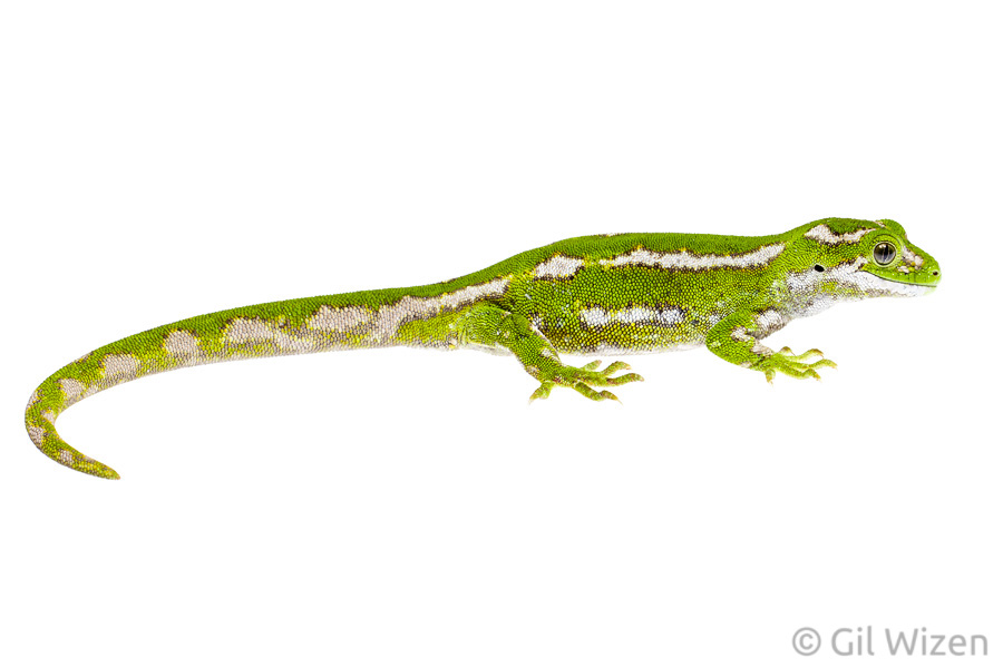 Female jewelled gecko (Naultinus gemmeus). Otago Peninsula, New Zealand