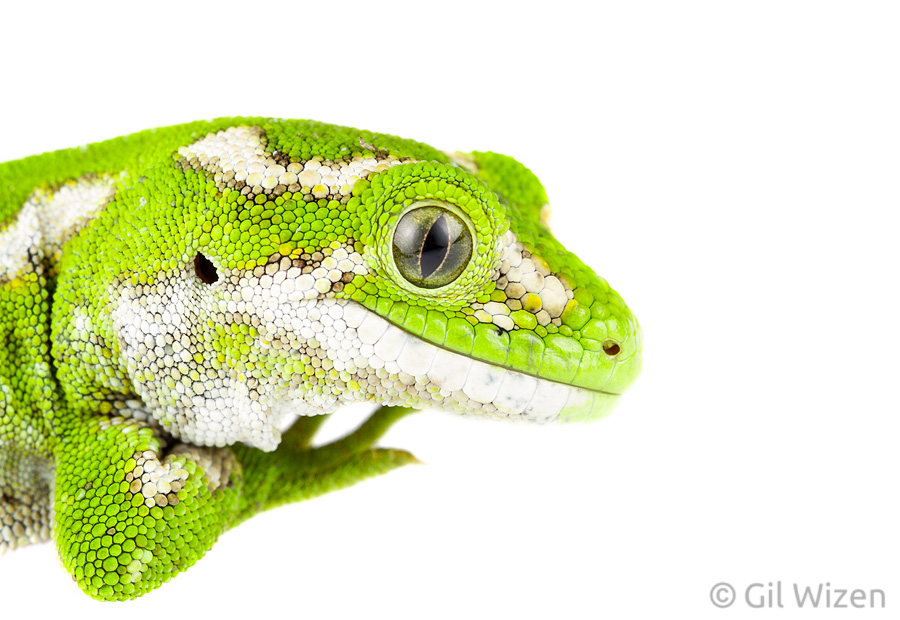 Portrait of a female jewelled gecko (Naultinus gemmeus). Otago Peninsula, New Zealand