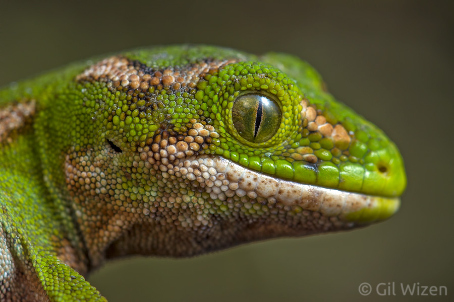 Portrait of a juvenile Jewelled gecko (Naultinus gemmeus). Otago Peninsula, New Zealand