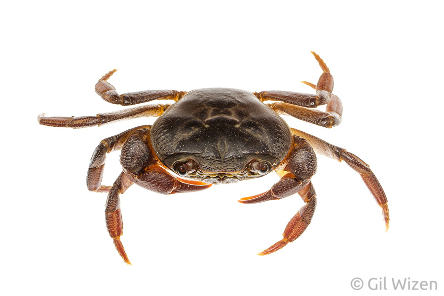 Freshwater crab (Potamon potamios). Golan Heights, Israel