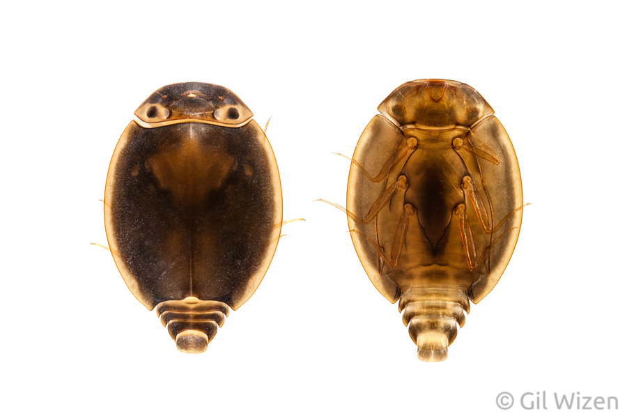 Larva of Prosopistoma phoenicium from the Golan Heights, Israel. Left - dorsal view; right - ventral view.
