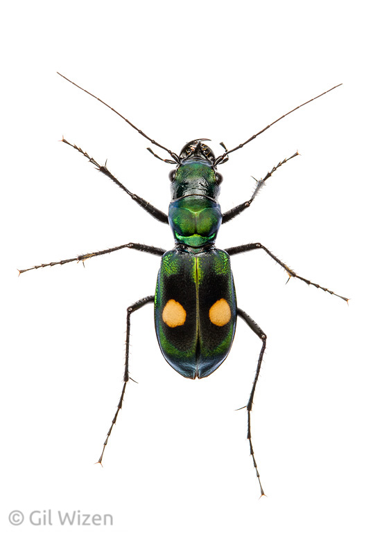 Andean tiger beetle (Pseudoxycheila chaudoiri). Mindo, Ecuador