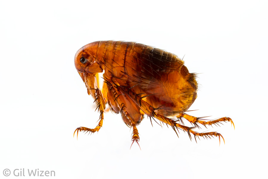 Flea from a cave in the Judaean Mountains, Israel