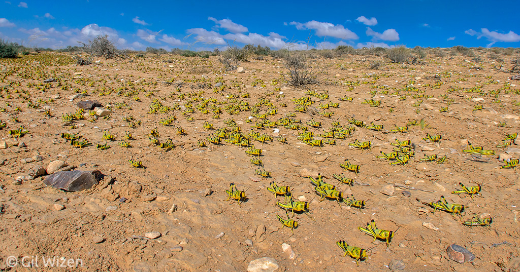 Desert locust (Schistocerca gregaria) nymphs marching, Negev Desert, Israel