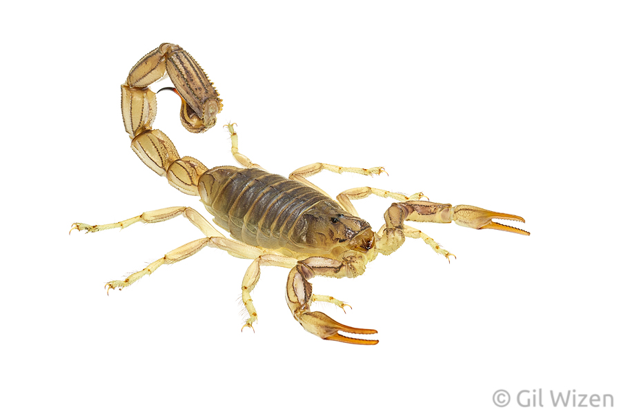 Yellow fat-tailed scorpion (Androctonus amoreuxi). Central Coastal Plain, Israel