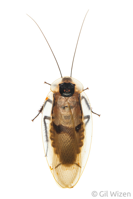 Death's head cockroach (Blaberus craniifer). Toledo District, Belize