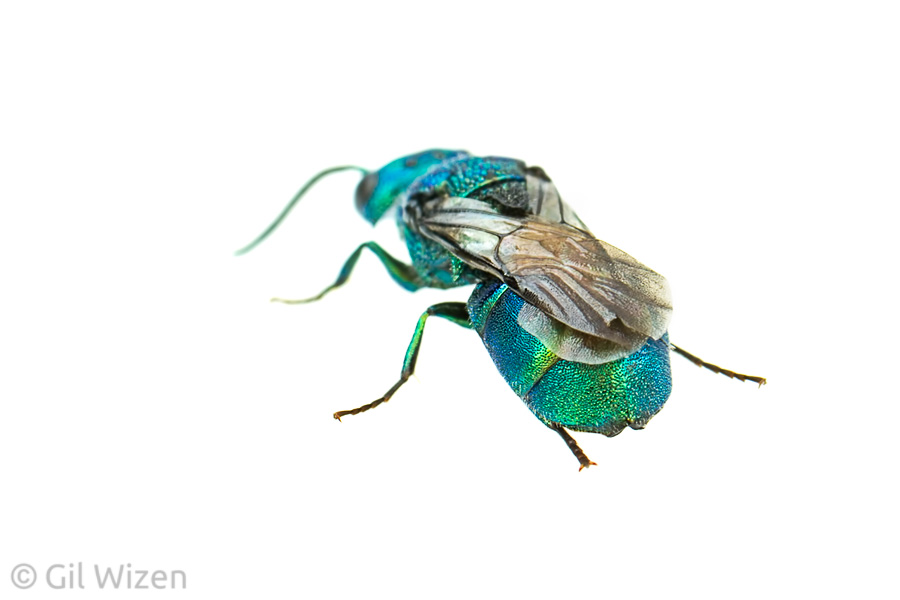 Jewel wasp (family Chrysididae), Ontario, Canada