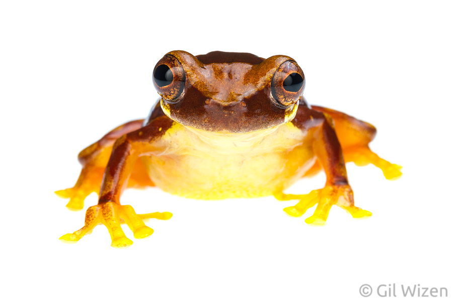 Hourglass treefrog (Dendropsophus ebraccatus). Caves Branch, Cayo District, Belize